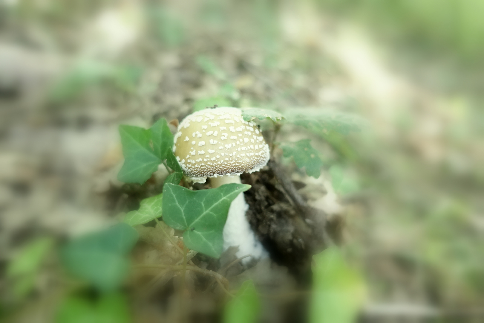 Amanita pantherina