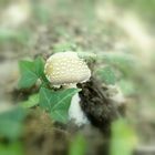 Amanita pantherina