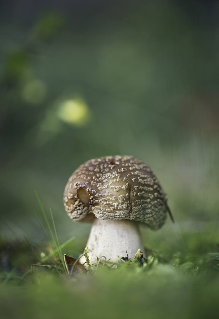 Amanita pantherina