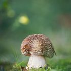 Amanita pantherina