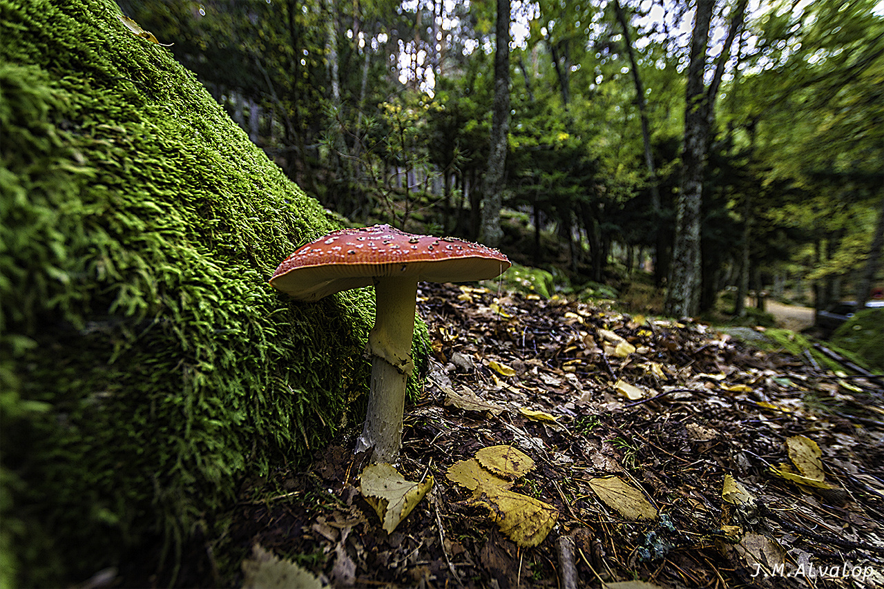 Amanita phalloides