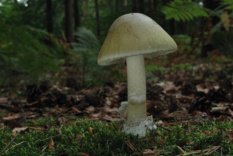 Amanita phalloides