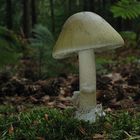 Amanita phalloides