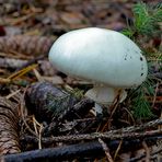 Amanita phalloides var. alba 