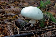 Amanita phalloides var. alba 