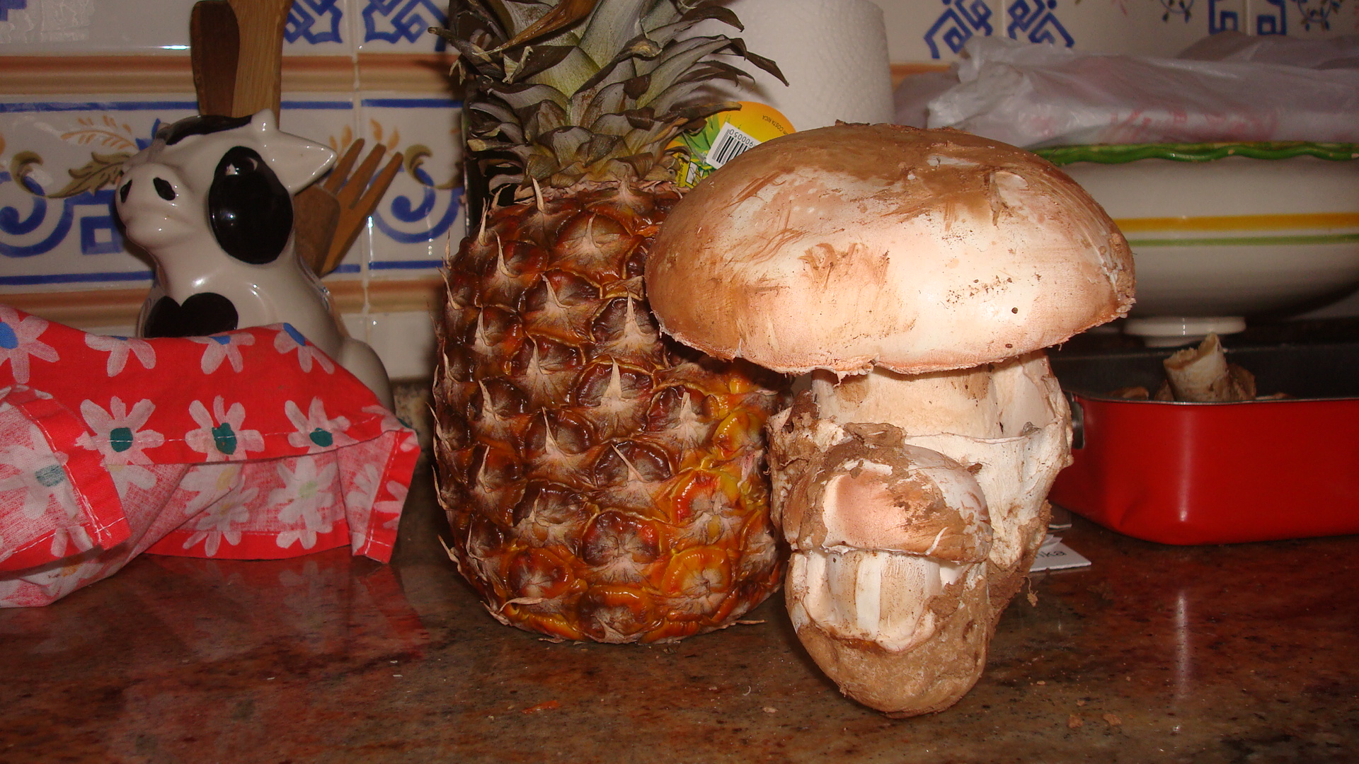 amanita ponderosa