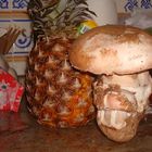 amanita ponderosa