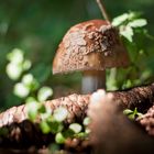 Amanita rubescens?