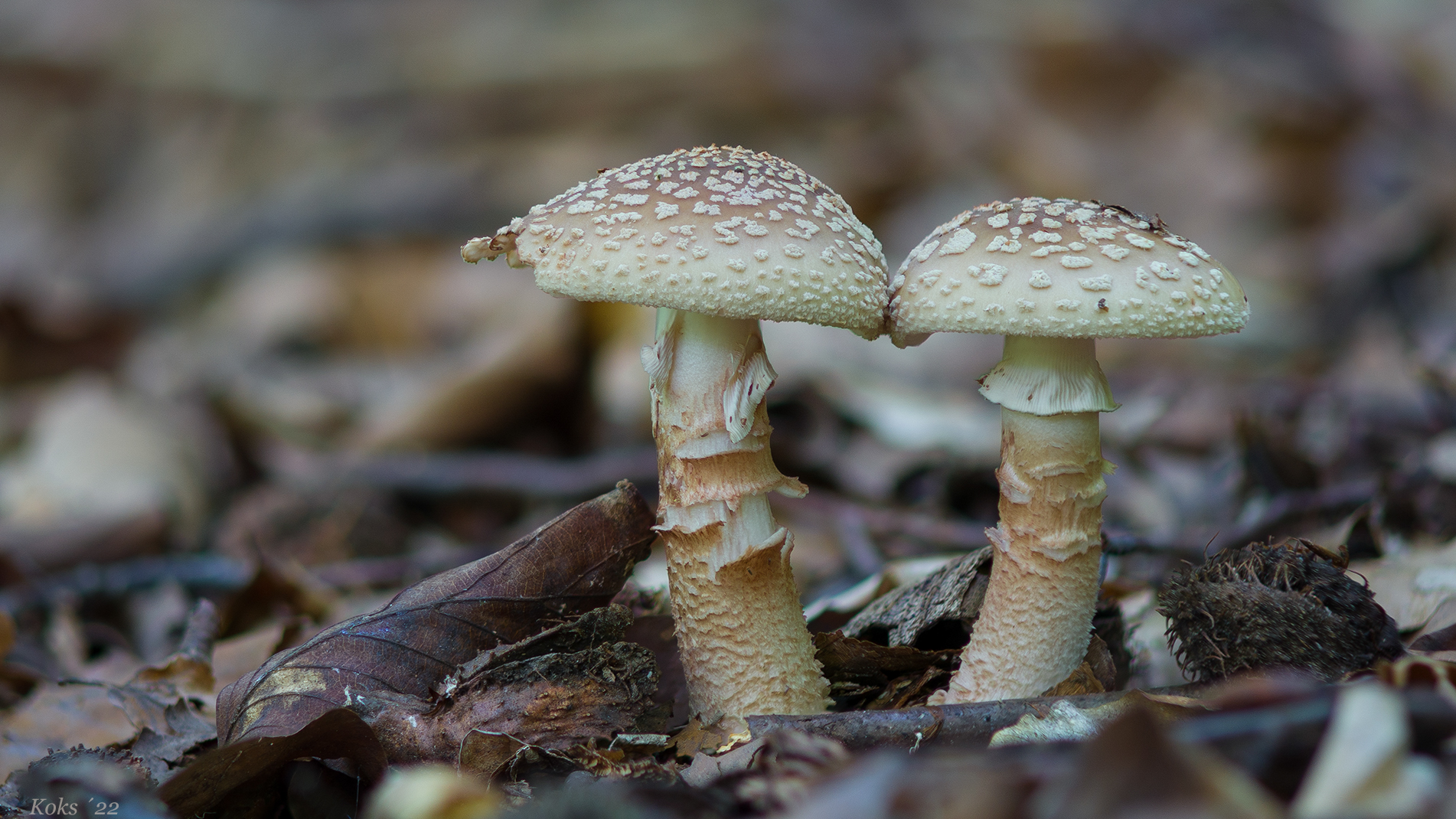 Amanita rubescens