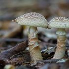 Amanita rubescens