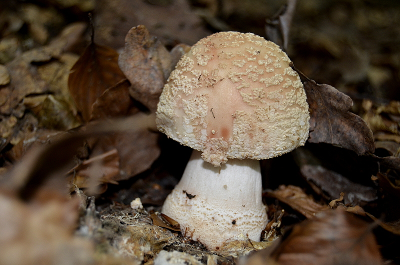 Amanita rubescens