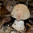 Amanita rubescens