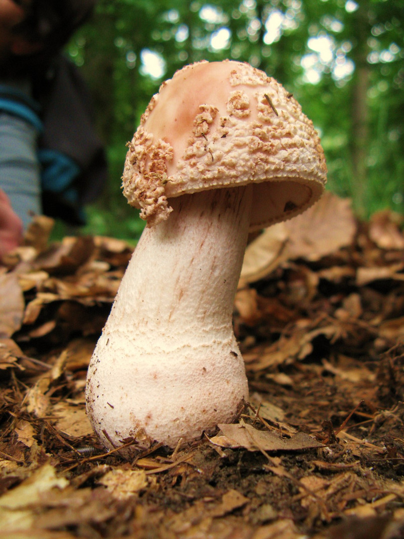 Amanita Rubescens 110611