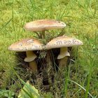 Amanita rubescens