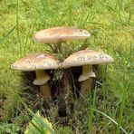 Amanita rubescens