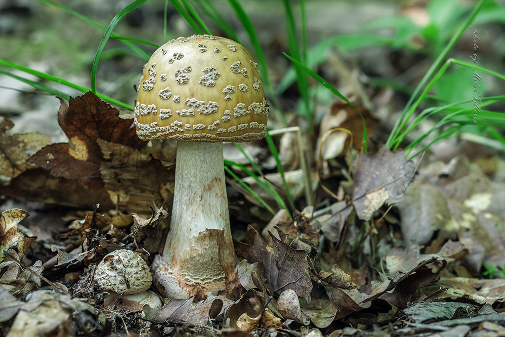 Amanita rubescens 