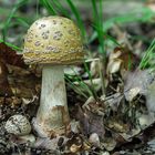 Amanita rubescens 