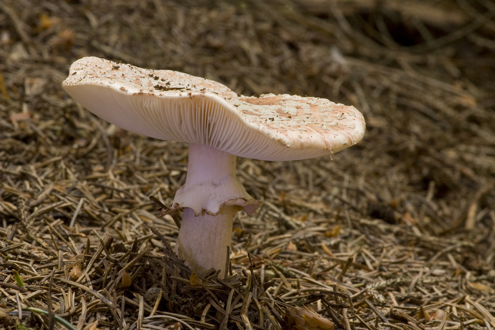 Amanita Rubescens - Perlpilz