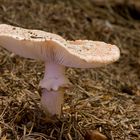 Amanita Rubescens - Perlpilz