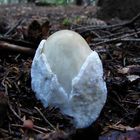 Amanita sp.