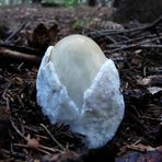 Amanita sp.