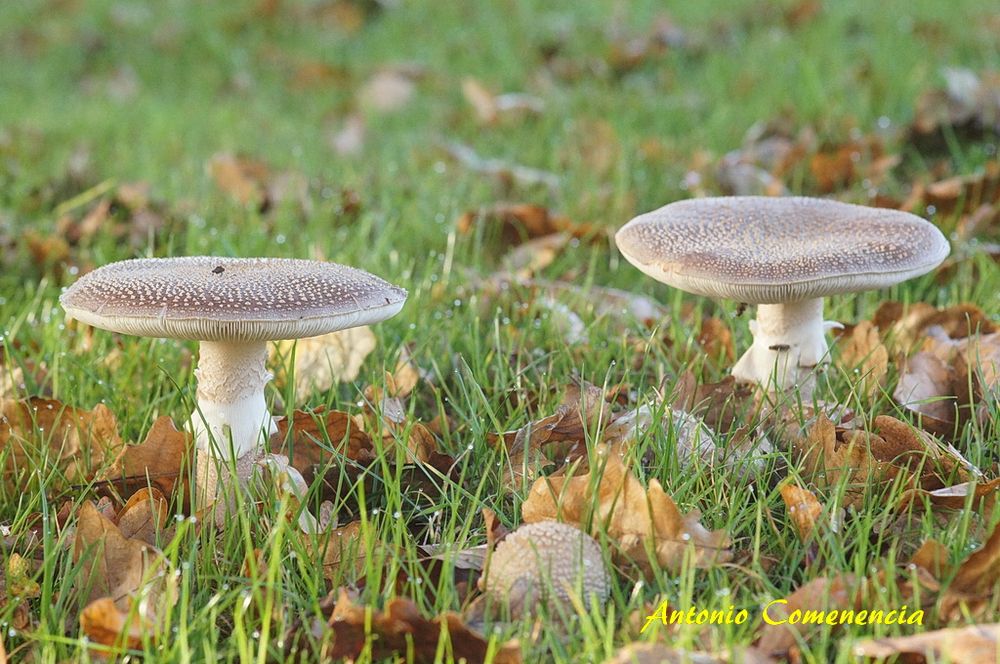 Amanita spissa