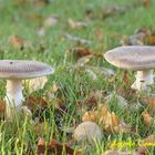 Amanita spissa