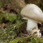 Amanita Spissa - Grauer Wulstling