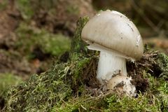 Amanita Spissa - Grauer Wulstling