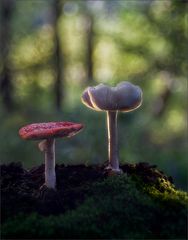 Amanita stilisiert