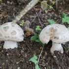 Amanita Strobiliformis, Fransiger wulstling, Einsiedler Wulstling