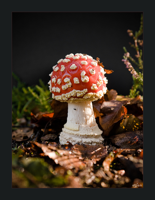 Amanita Sunrise #2