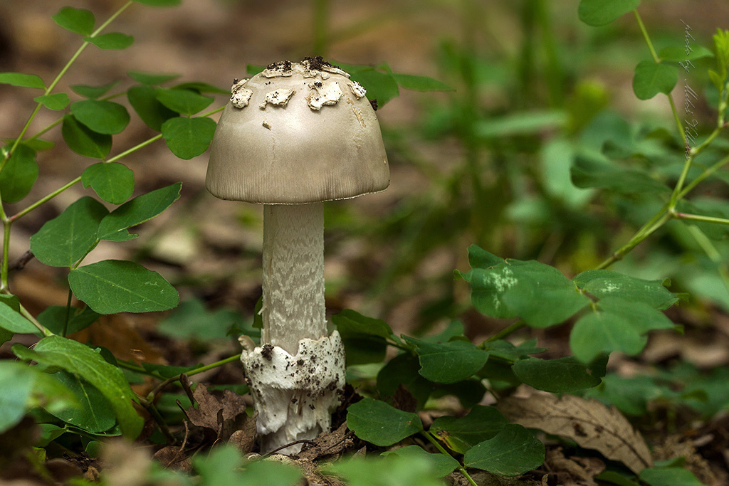 Amanita vaginata 