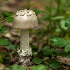 Amanita vaginata 