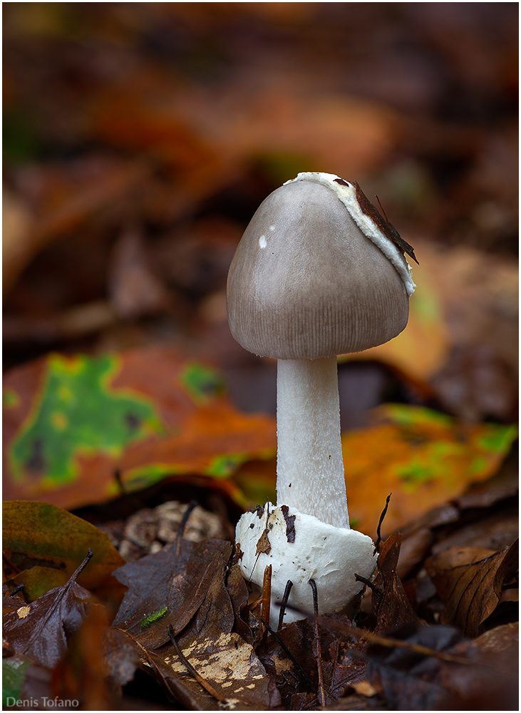 AMANITA VAGINATA