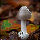 AMANITA VAGINATA