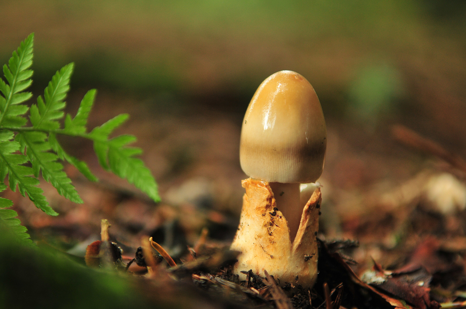 Amanita vaginata