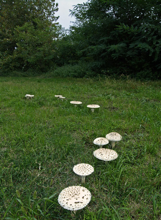 Amanita vittadinii