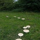 Amanita vittadinii