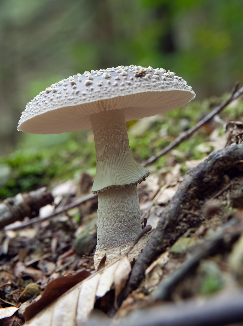 Amanita_pantherina_P8270379170827