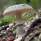 Amanita_pantherina_P8270379170827