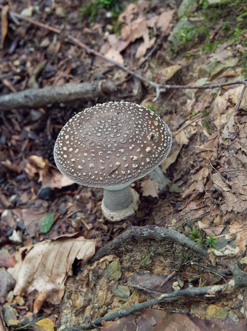 Amanita_pantherina_P8270380170827