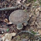 Amanita_pantherina_P8270380170827