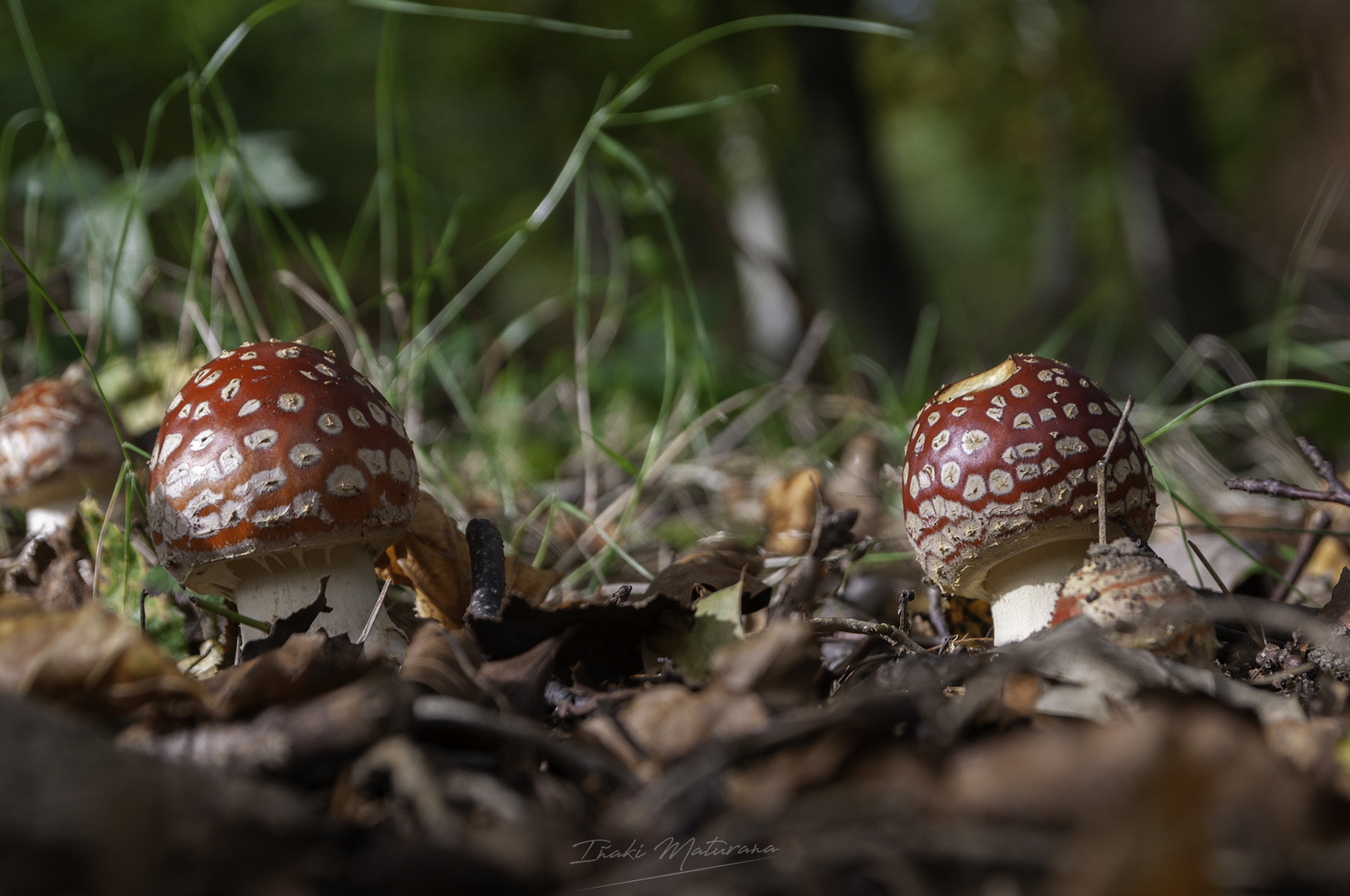 Amanitas