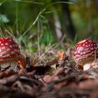 Amanitas