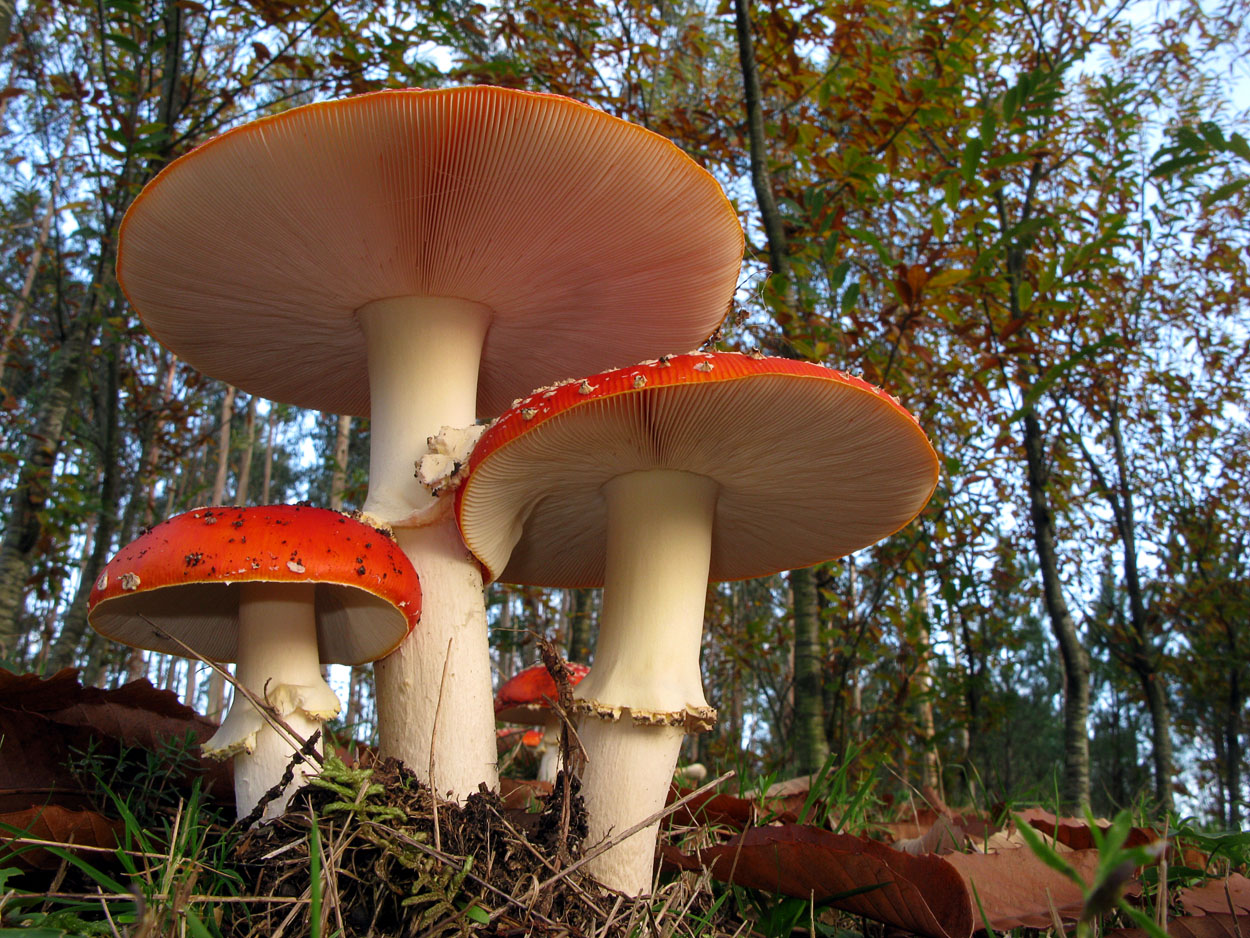 Amanitas muscaria