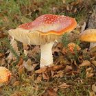 Amanitas Muscaria