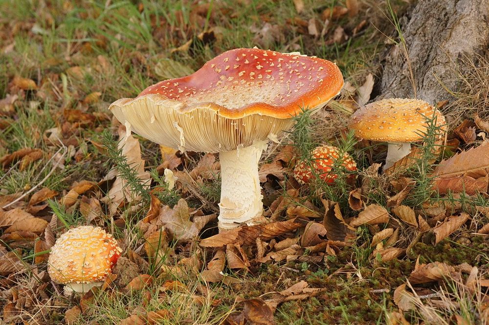 Amanitas Muscaria