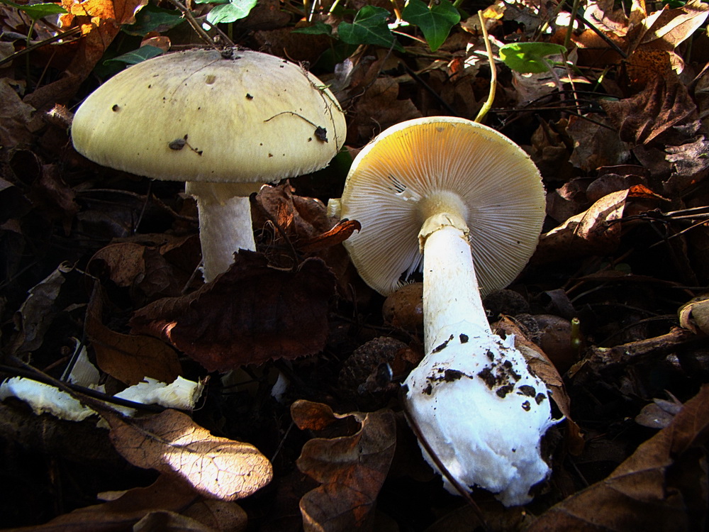 Amanitas phalloides