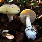 Amanitas phalloides